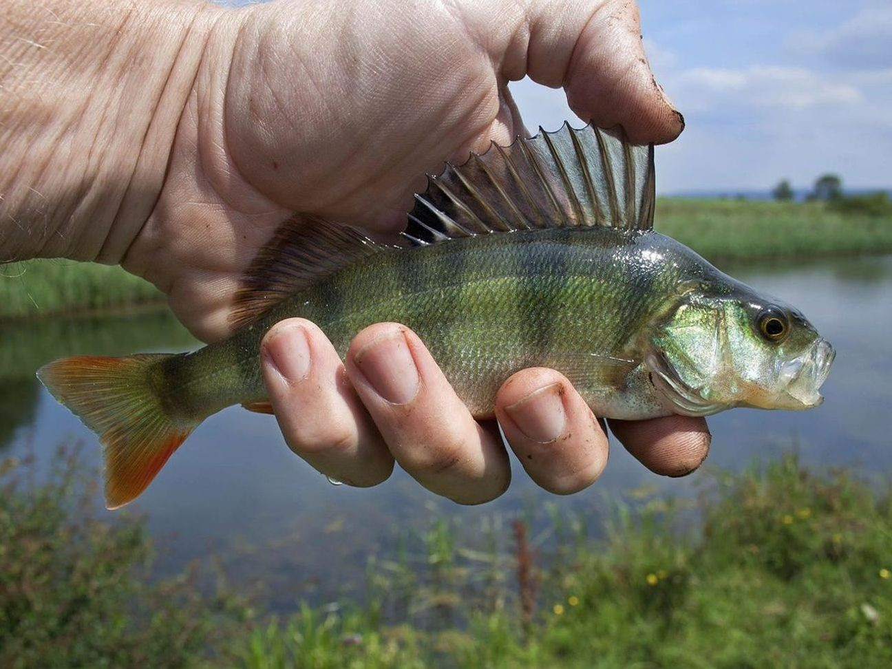 Three caught fish lined up on a measuring board beside a calm river bank